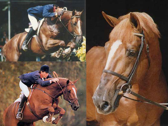 Warmblood Horses